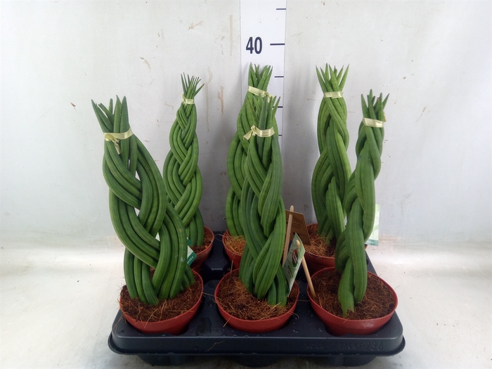 <h4>Sansevieria cyl.  ...</h4>