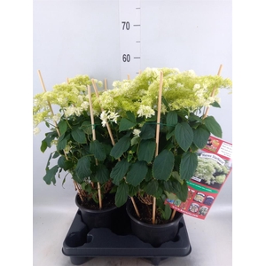 Hydrangea arbor. 'Hovaria Hayes'
