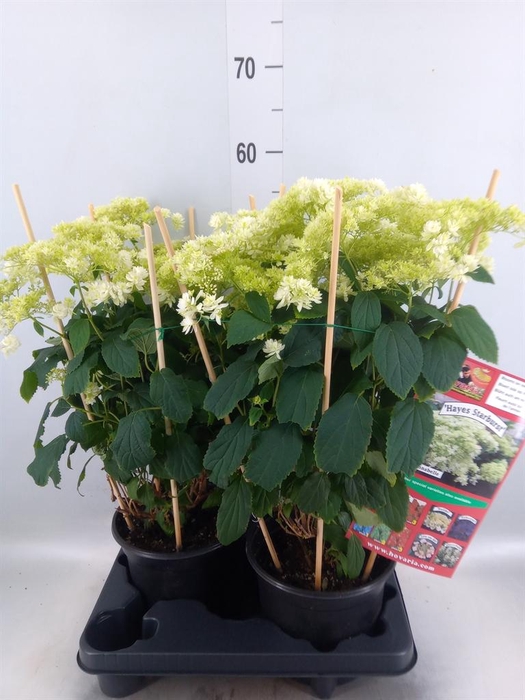 <h4>Hydrangea arbor. 'Hovaria Hayes'</h4>