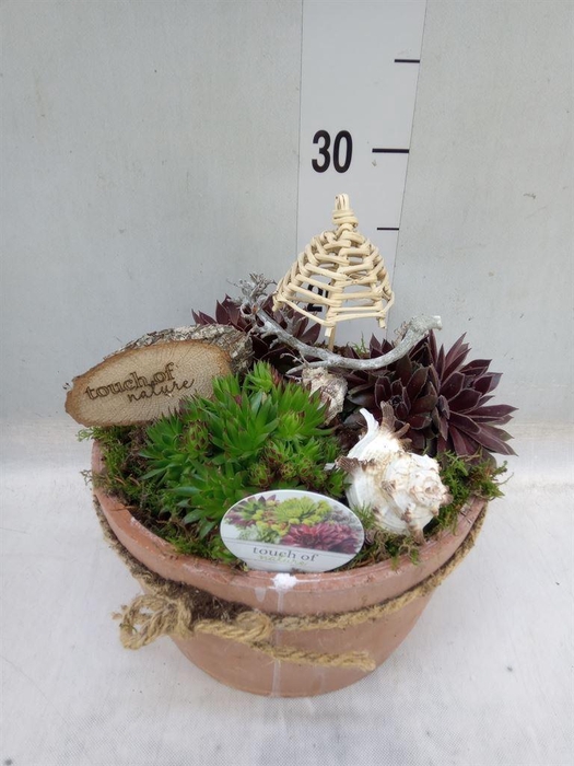 <h4>Arr.  Sempervivum L%</h4>