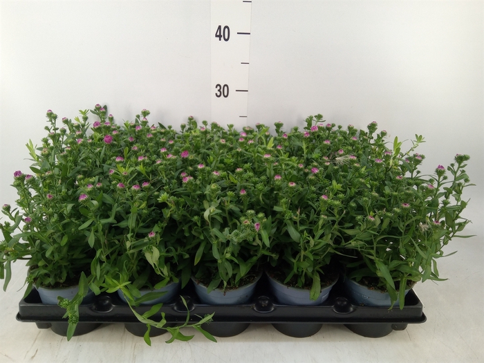 <h4>Aster   ...</h4>