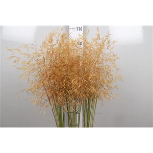 Stipa Gigantea