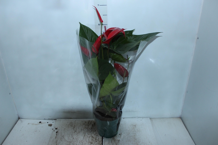 <h4>ANTHURIUM VARIADO P17 PREMIUM</h4>