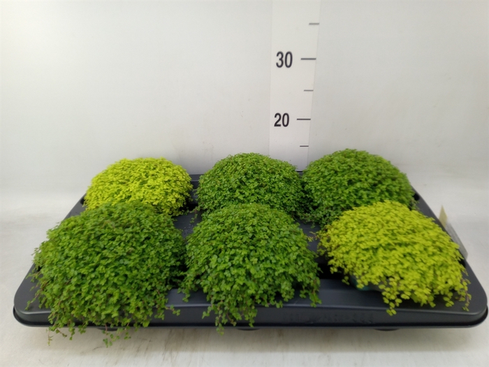 <h4>Soleirolia soleirolii   ...mix 2</h4>