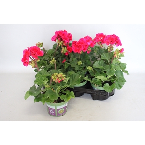 Pelargonium zonale Mojo Cranberry Splash