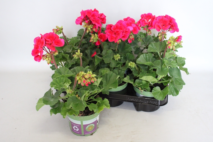 <h4>Pelargonium zonale Mojo Cranberry Splash</h4>
