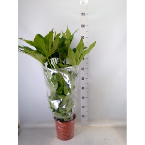 Fatsia japonica   ...