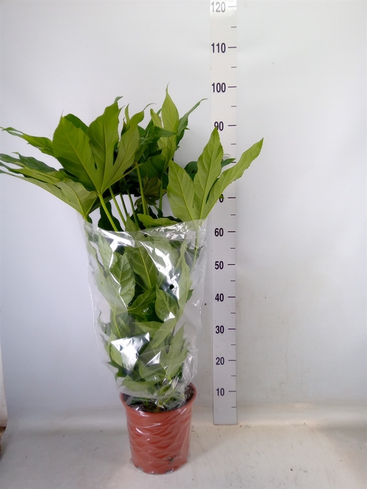 <h4>Fatsia japonica   ...</h4>
