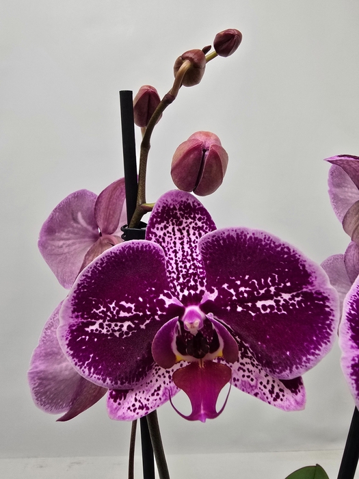 <h4>Limited 73 week 6</h4>