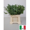 EUC PARVIFOLIA PB