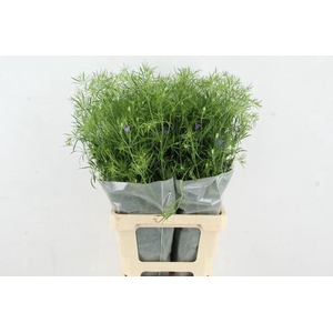 NIGE BUCHARICA 070CM