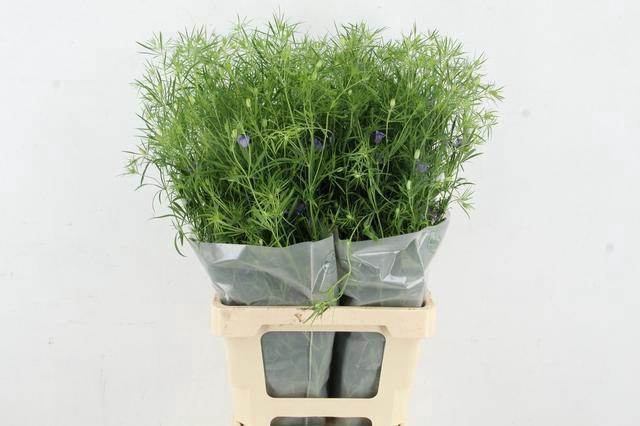 <h4>NIGE BUCHARICA 070CM</h4>