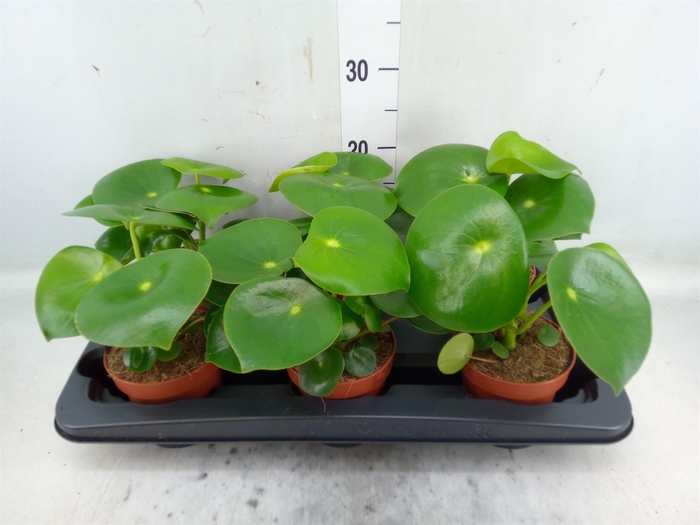 <h4>Peperomia polybotrya 'Raindrop'</h4>