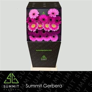 Ge Mi Mixed Purple
