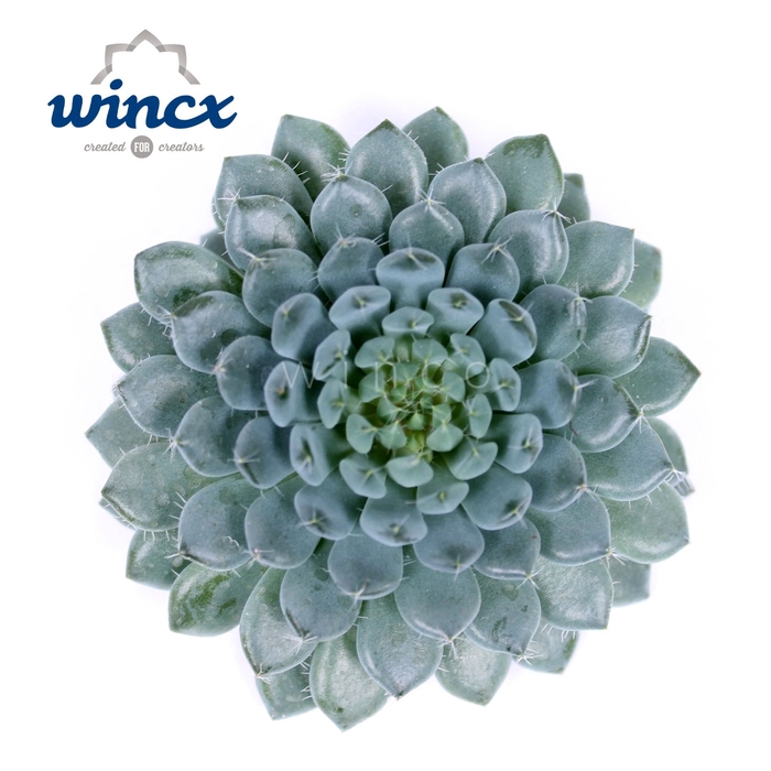 Echeveria Rundelli Cutflower Wincx-8cm