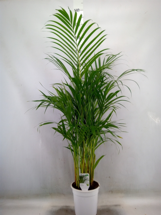 <h4>Dypsis lutescens   ...Chrysalidoca</h4>