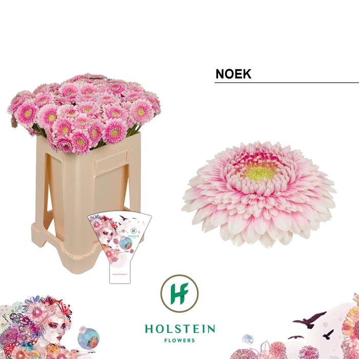 <h4>GE MB GERPONI NOEK</h4>