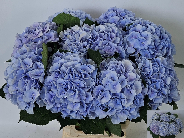<h4>HYDR M CH VERENA BL</h4>