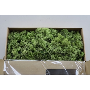 Mos Reindeer Moss May Green 500gr