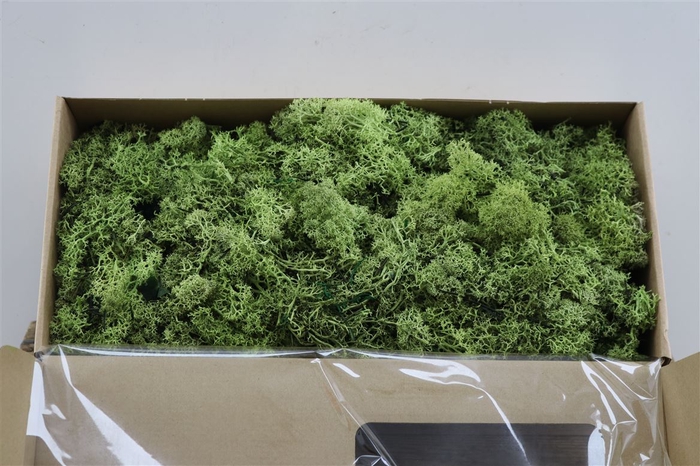 <h4>Mos Reindeer Moss May Green 500gr</h4>