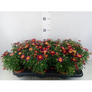 Argyranthemum  'Percussion Red'