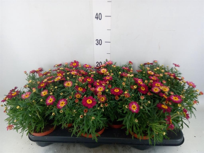 <h4>Argyranthemum  'Percussion Red'</h4>