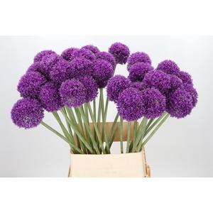 Allium Giganteum