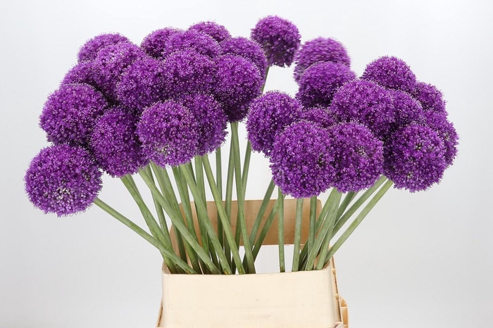 <h4>Allium Giganteum</h4>