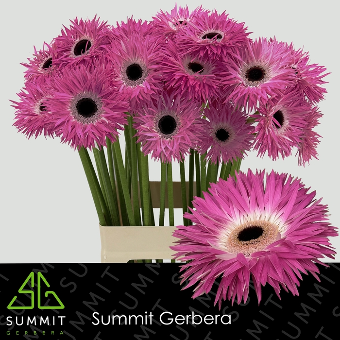 <h4>Gerbera Spider Stitch Water X40 Lang</h4>