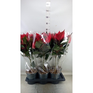 Euphorbia pulc. 'Christ Feel'