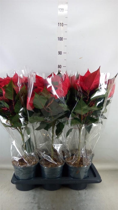 <h4>Euphorbia pulc. 'Christ Feel'</h4>