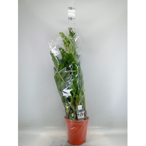 Zamioculcas zamiifolia