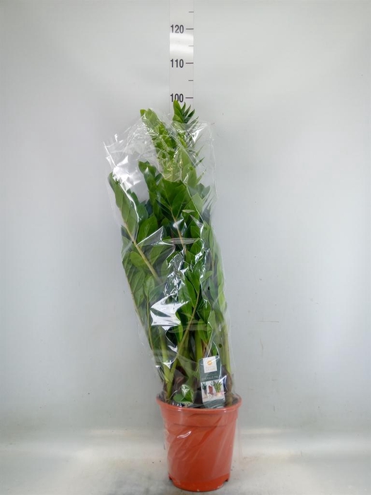 <h4>Zamioculcas zamiifolia</h4>