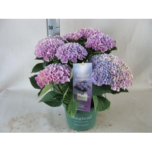 Hydrangea mac.
