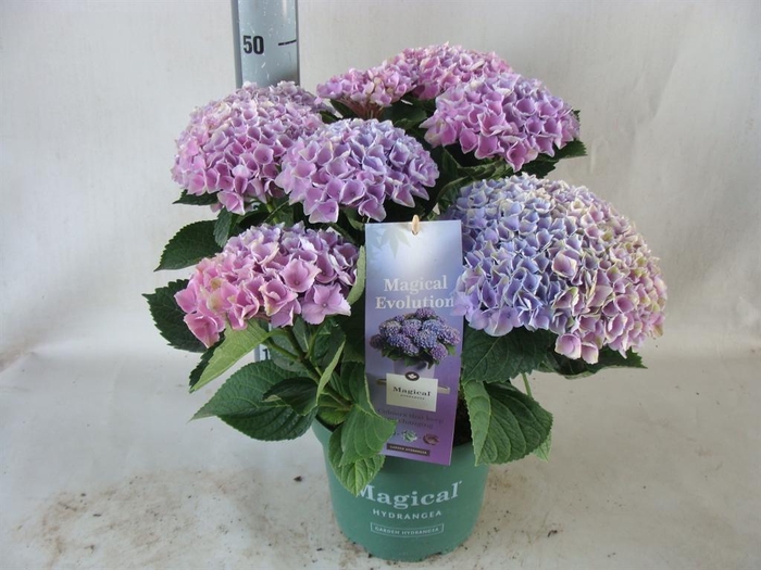 <h4>Hydrangea mac.</h4>