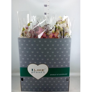 Phalaenopsis   ...mix