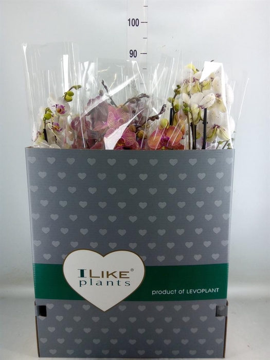 <h4>Phalaenopsis ...mix</h4>