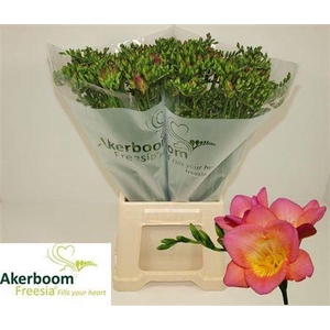 Fr En Wonderful Pink Ex