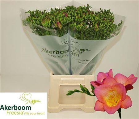 <h4>Fr En Wonderful Pink Ex</h4>