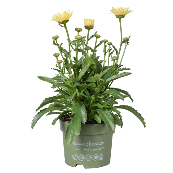 <h4>Leucanthemum Banana Cream</h4>