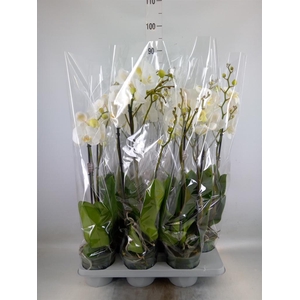 Phalaenopsis   ...white