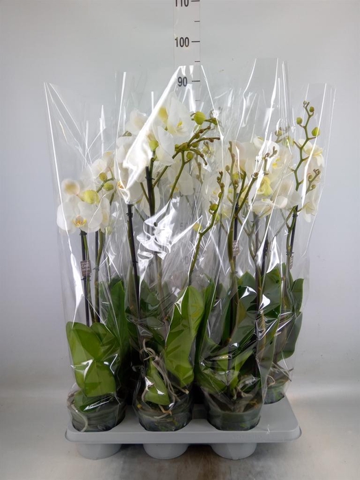 <h4>Phalaenopsis   ...white</h4>