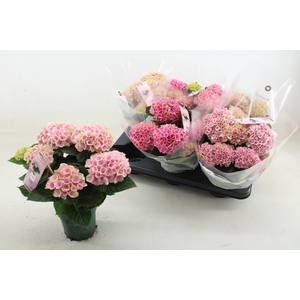 HYDR M MAG REVOLUTIO