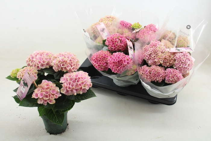 <h4>HYDR M MAG REVOLUTIO</h4>