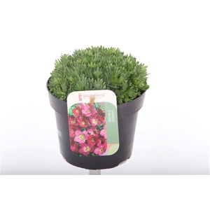 Saxifraga Alpino Early Picotee