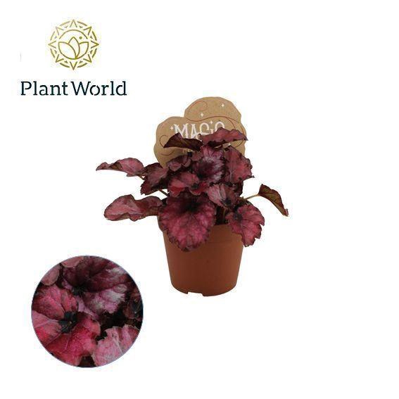 <h4>Begonia BD 'MagicColours Red Bull'</h4>