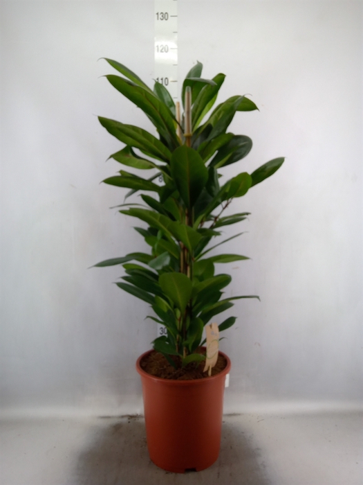 <h4>Ficus cyathistipula</h4>