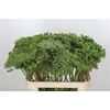 Ammi Visnaga Green Mist