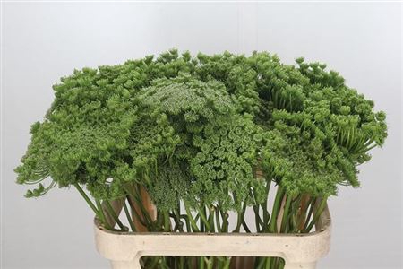 <h4>Ammi Visnaga Green Mist Xxl</h4>