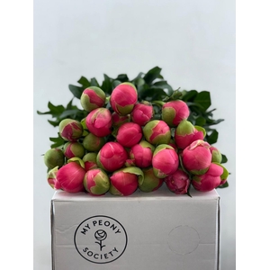 Paeonia Coral Sunset